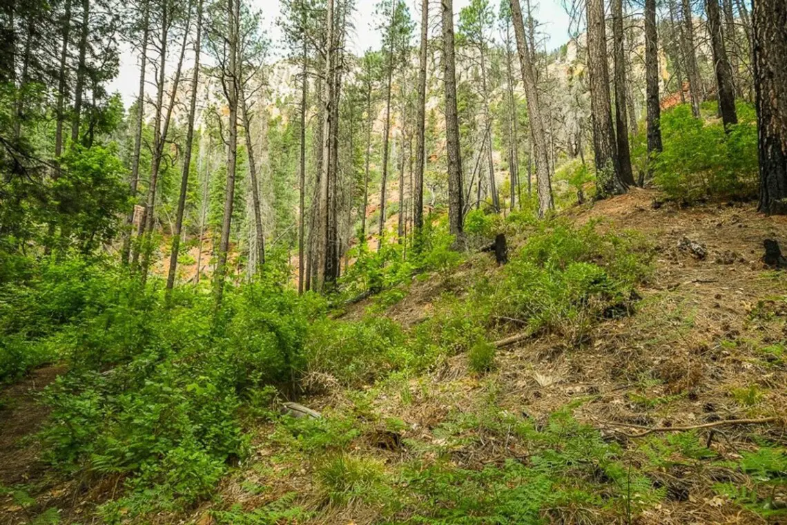 original 17813568 1569316312