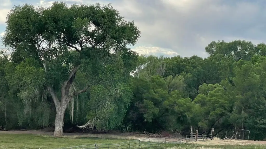 original 820283056213028987 1581784377