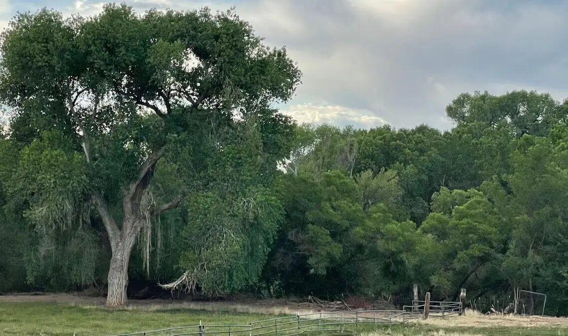 original 820283056213028987 1581784377