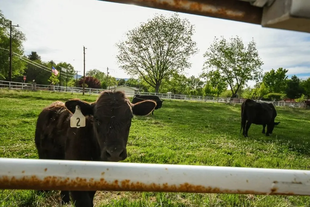 original 31919263 1290028665