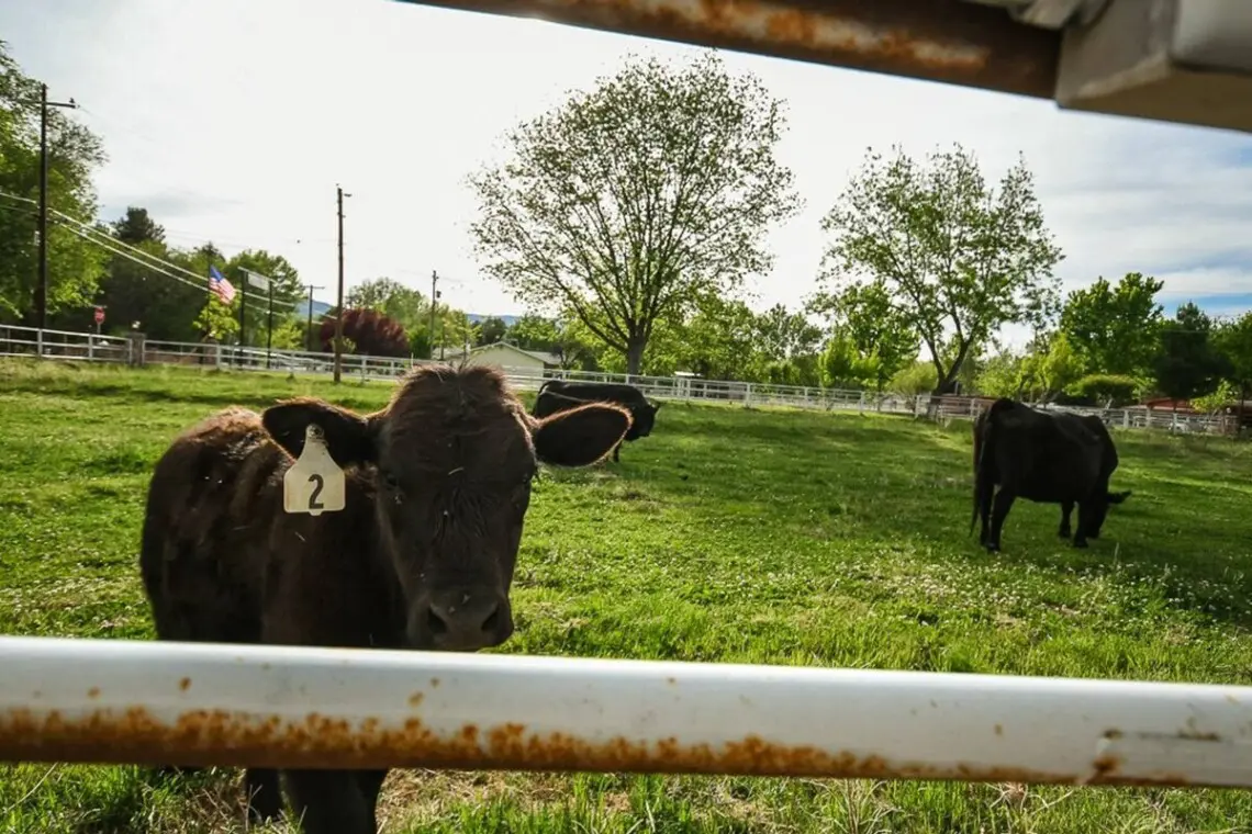 original 31919263 1290028665