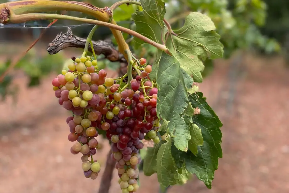 original 31919263 1714281921