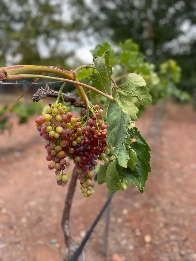 original 31919263 1714281921