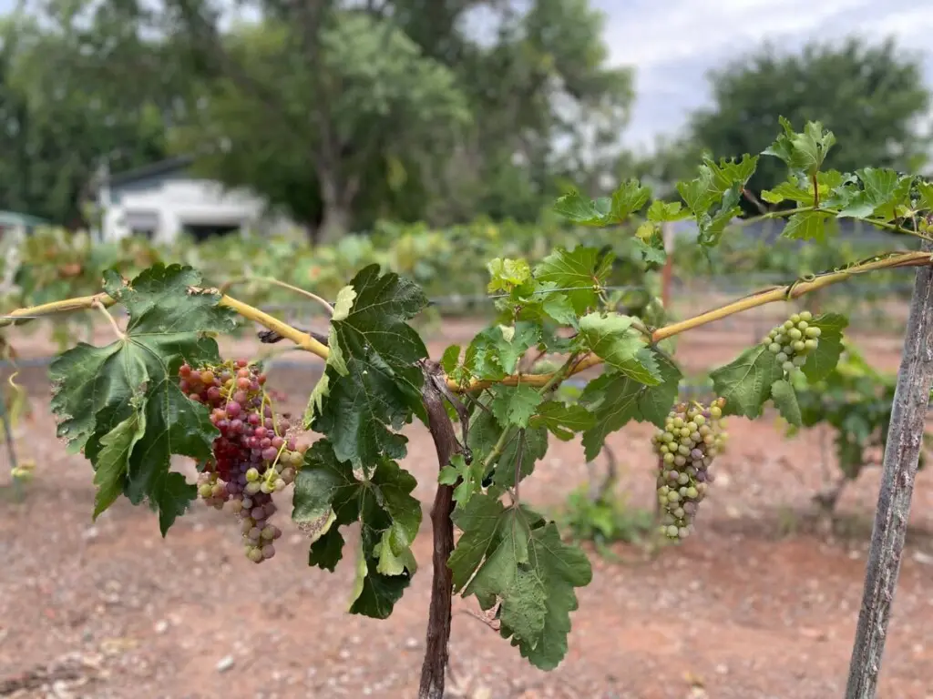 original 31919263 1714281932