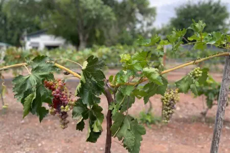 original 31919263 1714281932